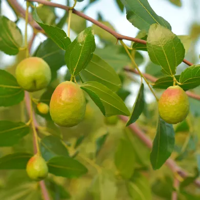 Jojoba Oil in skin care