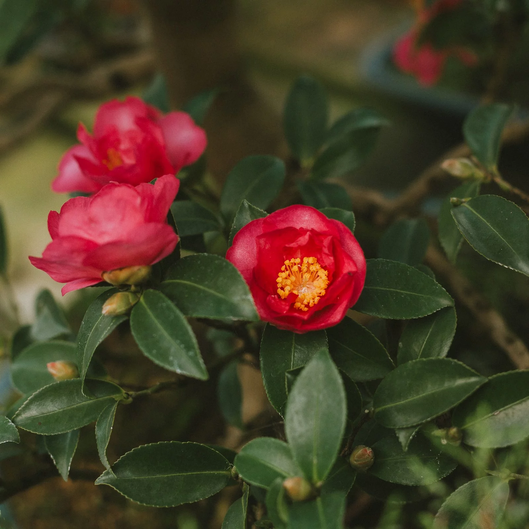 Camellia Oil in skin care