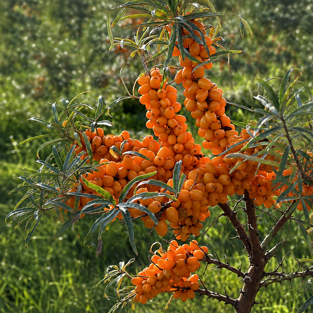 10 Benefits of Seabuckthorn Berry