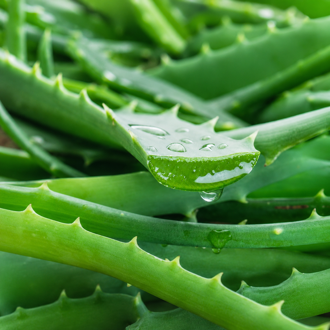 Aloe Vera in skin care