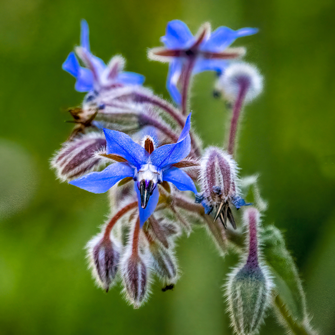 Borago Officinalis (borage) Seed Extract in skin care