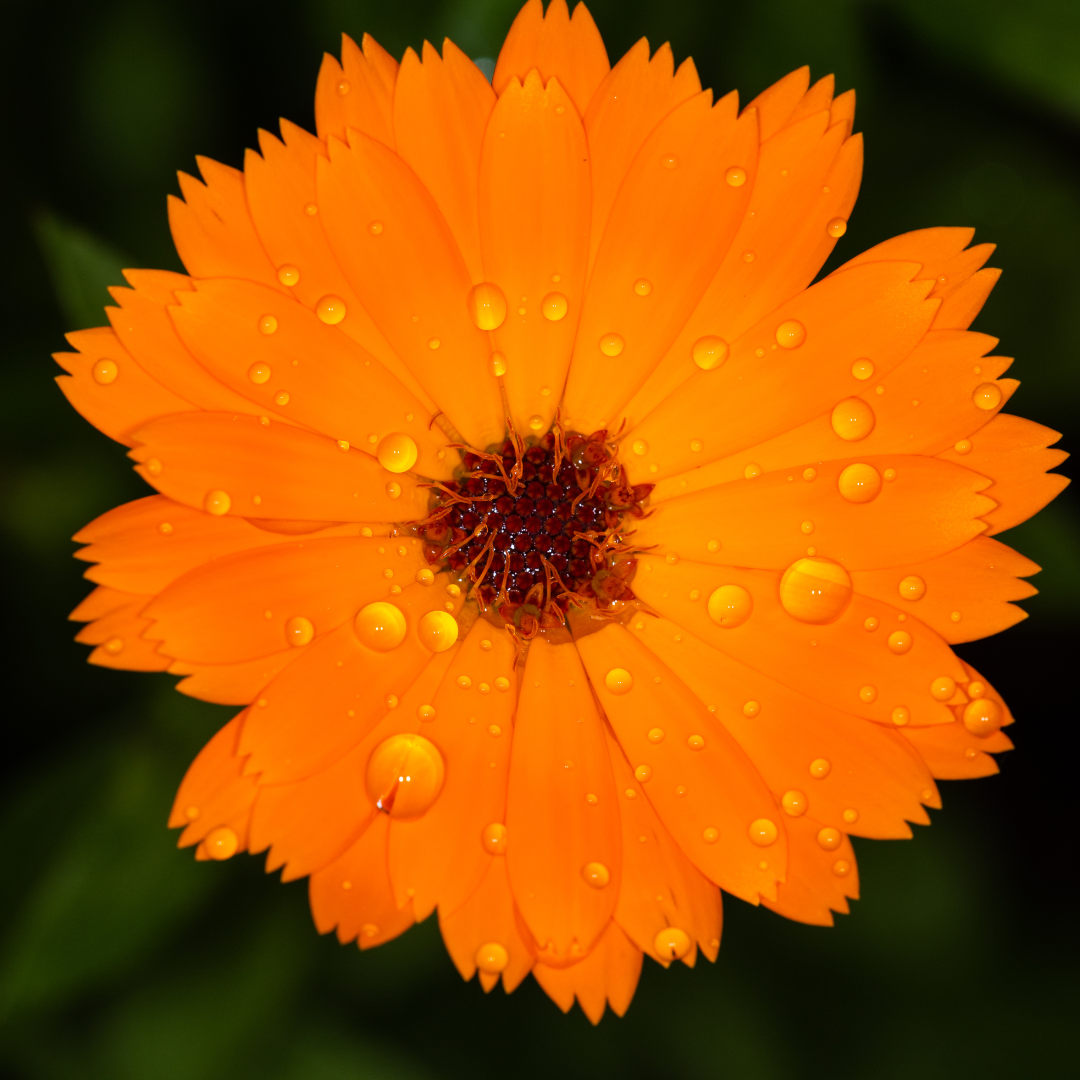 Close-up of a bright orange calendula flower with water droplets on its petals, highlighting its vibrant color and natural beauty against a dark green background.